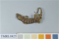 藏品(鉛山壁虎)的圖片